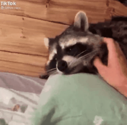 a raccoon is laying on a bed with a person petting it 's face .