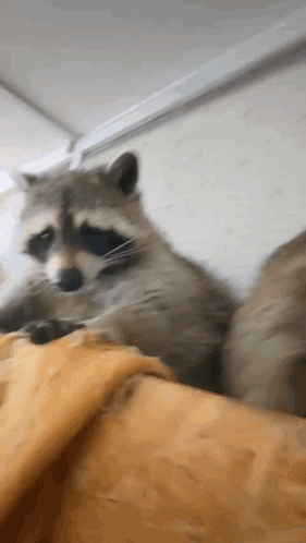 A Raccoon Is Laying On A Bed With A Yellow Blanket . GIF