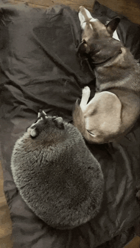 a raccoon is laying on a black cloth on a wooden floor