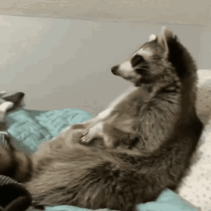 A Raccoon Is Laying On Its Back On A Bed With A Blue Blanket GIF