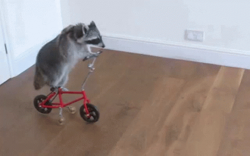 A Raccoon Is Riding A Red Bicycle On A Wood Floor GIF