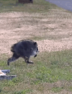 A Raccoon Is Running Across A Grassy Field In A Park . GIF