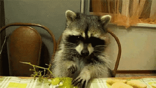 A Raccoon Is Sitting At A Table Eating A Grape GIF