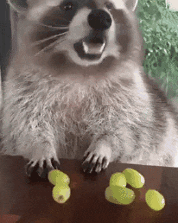 A Raccoon Is Sitting On A Table Next To Grapes . GIF