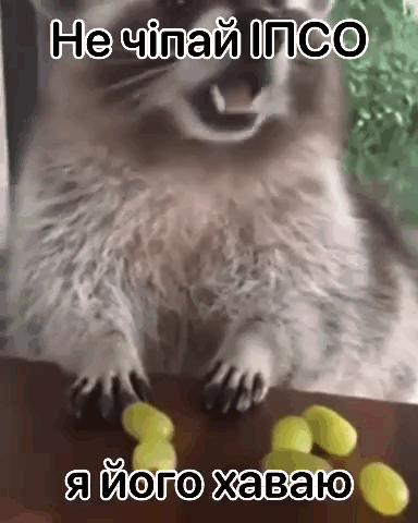 a raccoon is sitting on a table with grapes and a caption in a foreign language .