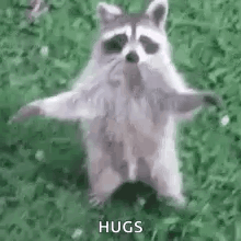 A Raccoon Is Standing In The Grass With His Arms Outstretched . GIF