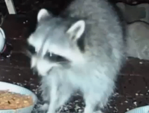 A Raccoon Is Standing Next To A Bowl Of Food On A Table . GIF