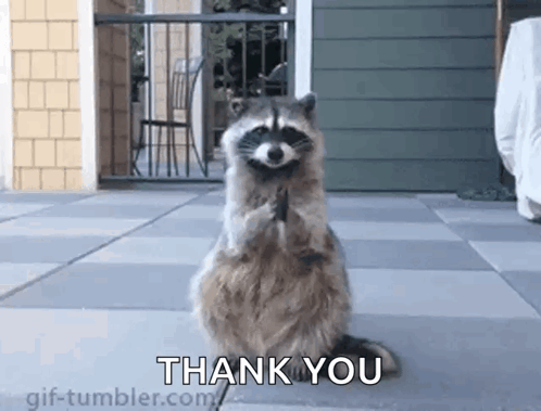 A Raccoon Is Standing On Its Hind Legs On A Sidewalk And Saying `` Thank You '' . GIF