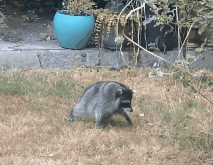 a raccoon is walking in the grass near a blue pot