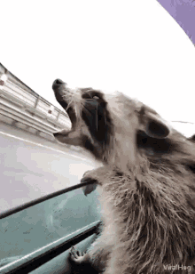 A Raccoon Is Yawning While Looking Out A Car Window . GIF