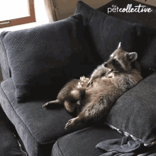 A Raccoon Laying On A Couch With The Word Pet Collective Written On The Bottom GIF