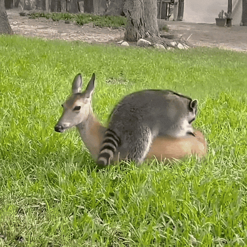 A Raccoon Laying On Top Of A Deer In A Grassy Field GIF
