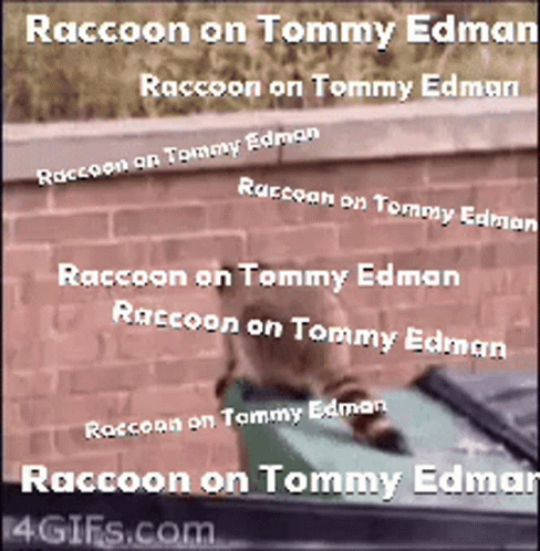A Raccoon On Tommy Edman Is Sitting On A Trash Can GIF