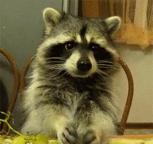 A Raccoon Sits At A Table With Its Paws On The Table GIF