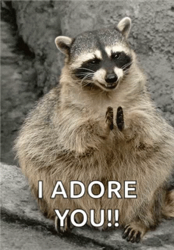 A Raccoon Sitting On A Rock Says I Adore You ! GIF