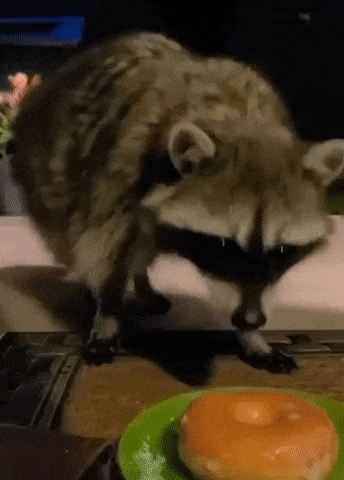 A Raccoon Standing Next To A Donut On A Plate GIF