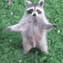 A Raccoon Standing On Its Hind Legs In The Grass With Its Arms Outstretched . GIF