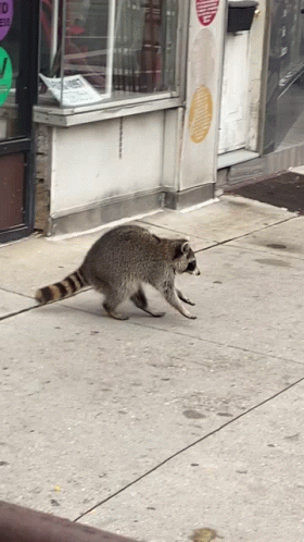 A Raccoon Walking Down A Sidewalk In Front Of A Dunkin Donuts GIF