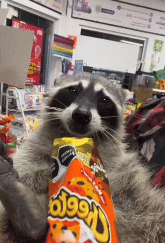 a raccoon with a bag of cheetos in its mouth