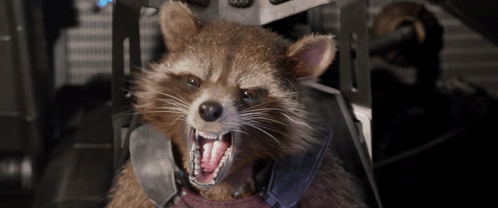 A Raccoon With Its Mouth Open Is Wearing A Harness GIF
