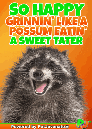A Raccoon With The Words So Happy Grinnin ' Like A Possum Eatin ' A Sweet Tater GIF