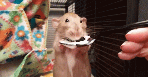 A Rat In A Cage Is Eating A Piece Of Food From A Person 'S Hand GIF