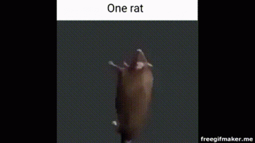 A Rat Is Crawling On A Black Surface In A Gif . GIF