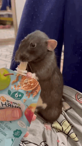 A Rat Is Eating From A Bag Of Food That Says 6+ GIF