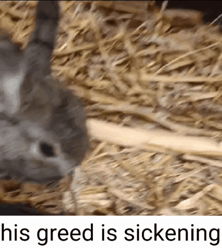 a rat is laying in a pile of hay with the words his greed is sickening above it