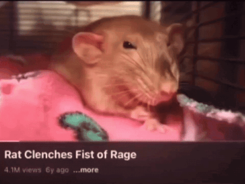 A Rat Is Laying On A Pink Blanket With The Caption " Rat Clinches Fist Of Rage " GIF