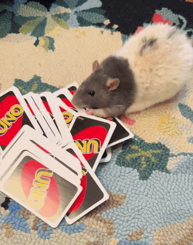 A Rat Is Playing A Game Of Uno With A Pile Of Cards GIF
