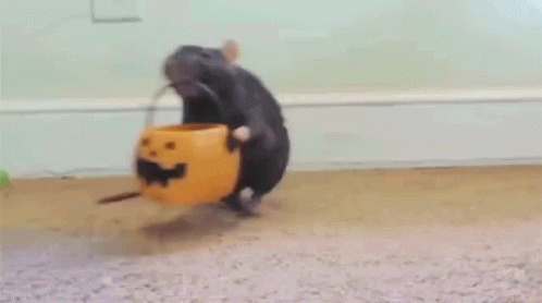 A Rat Is Standing Next To A Pumpkin On The Floor And Eating From It . GIF