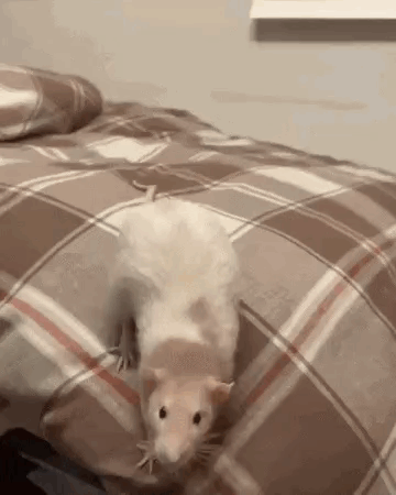 A Rat Is Standing On A Bed With A Plaid Blanket . GIF