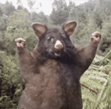 A Rat Is Standing On Its Hind Legs With Its Arms Outstretched In The Air . GIF