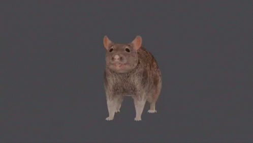 A Rat Is Walking On A Grey Background With Its Mouth Open GIF