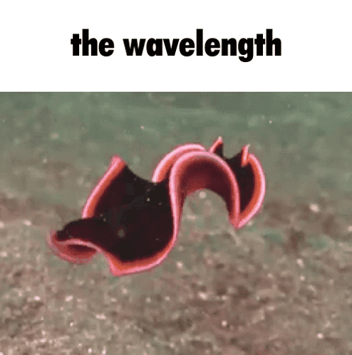 A Red And Black Worm Is Swimming In The Water With The Words The Wavelength Above It GIF