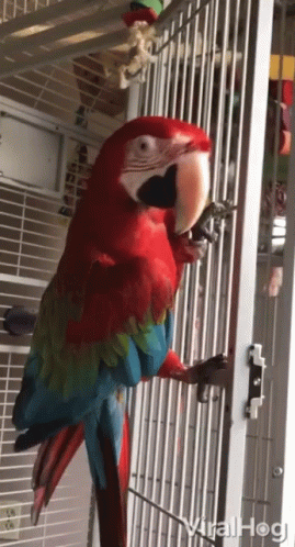 a red and blue parrot in a cage with viralhog written on the bottom right