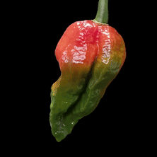 A Red And Green Pepper With A Green Stem On A Black Background GIF