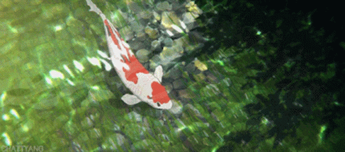 A Red And White Fish Is Swimming In A Pond With A Caption That Says Chaetyang GIF