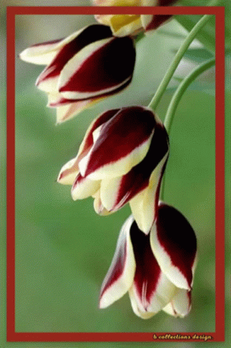 A Red And White Flower With The Words B Collections Design Written On The Bottom GIF