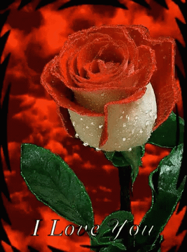 A Red And White Rose On A Red Background With The Words I Love You GIF