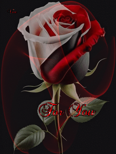 A Red And White Rose With The Words " For You " On The Bottom GIF