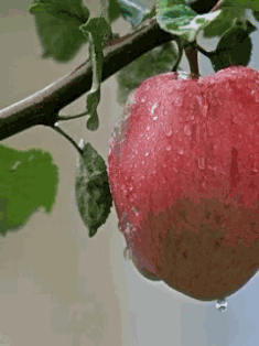 A Red Apple Is Hanging From A Tree Branch With Water Drops On It GIF