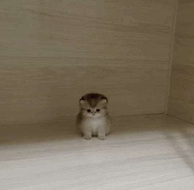 A Red Balloon Is Sitting On Top Of A Small Rabbit 'S Head GIF