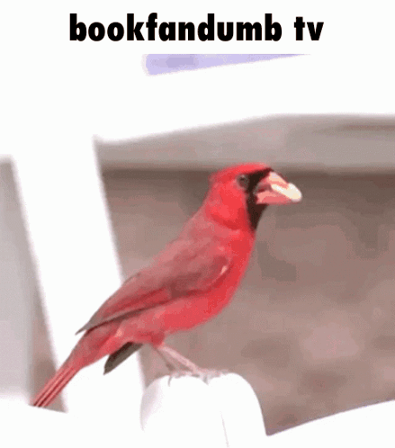 A Red Bird Is Perched On A White Chair With The Words Bookfandom Tv Written Below It GIF