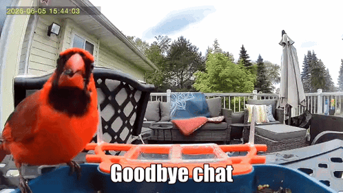 a red bird is sitting on a bird feeder with the words goodbye chat above it