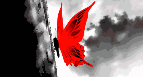 A Red Butterfly Is Sitting On A Black And White Wall GIF
