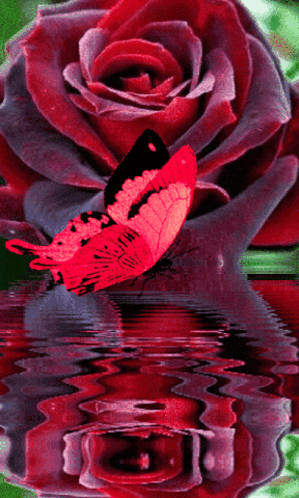 A Red Butterfly Is Sitting On A Red Rose In Front Of A Reflection Of The Rose In The Water GIF