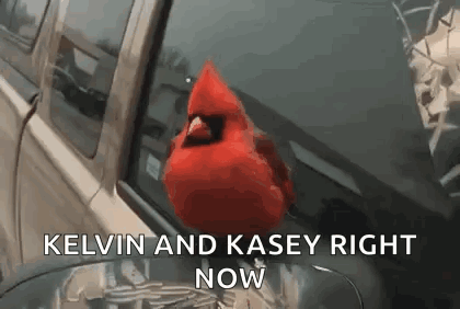 a red cardinal is sitting on the hood of a car with the words kelvin and kasey right now .