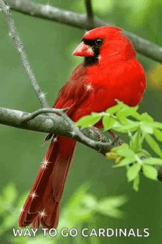A Red Cardinal Perched On A Tree Branch With The Words " Way To Go Cardinals " Below It GIF